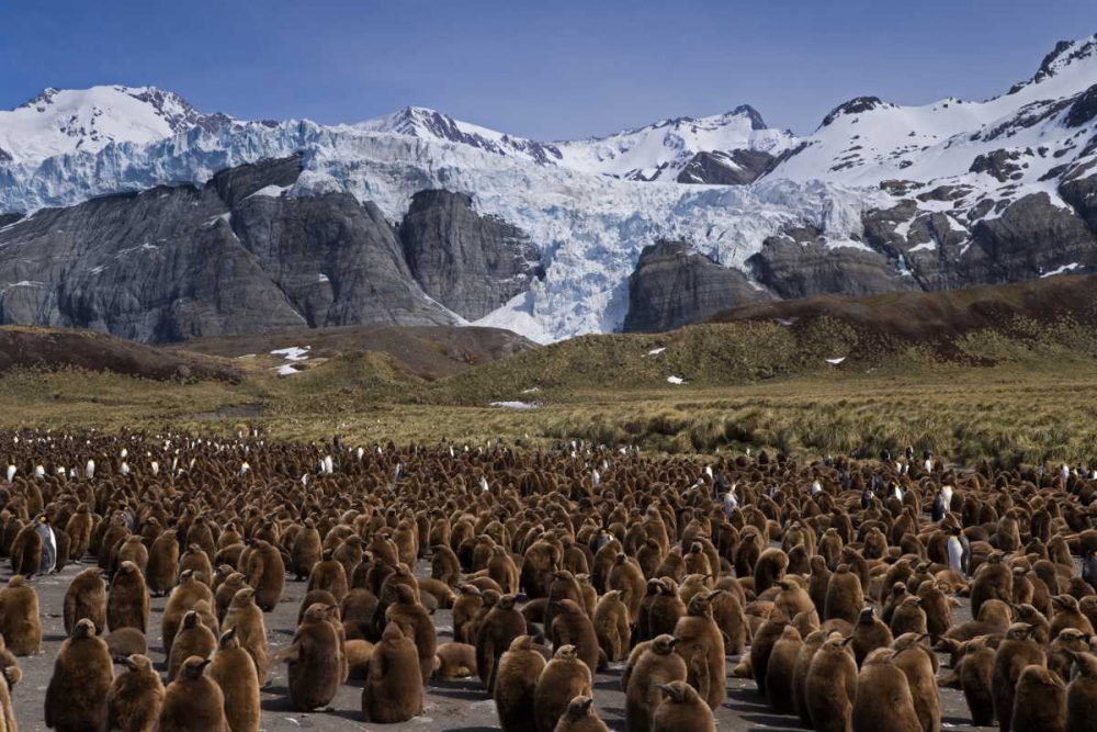 South Georgia Isl, King penguin colony